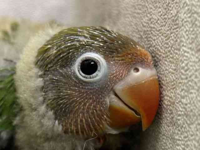 
                    ボタンインコ