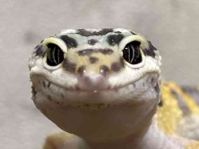 ヒョウモントカゲモドキ