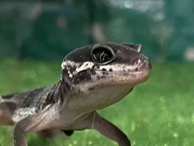 ヒョウモントカゲモドキ