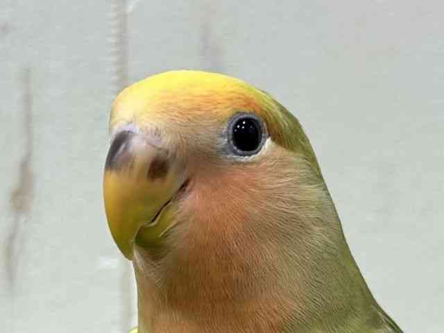 
                    コザクラインコ
