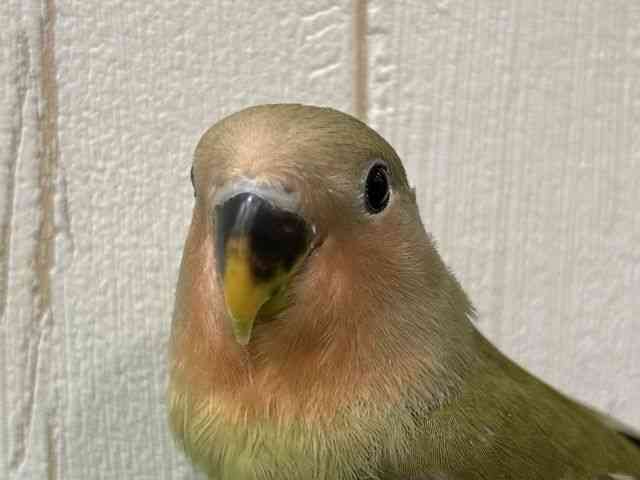 
                    コザクラインコ