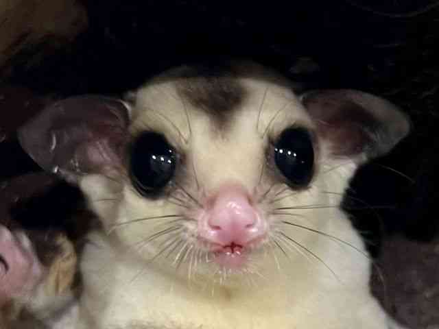 
                    フクロモモンガ