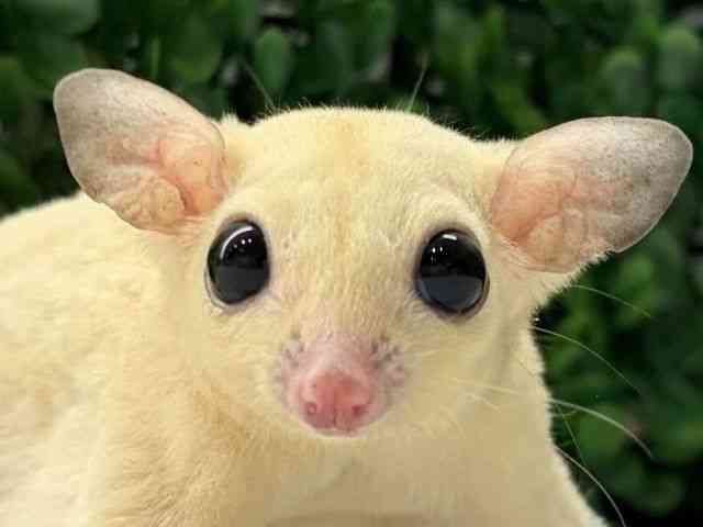 
                    フクロモモンガ