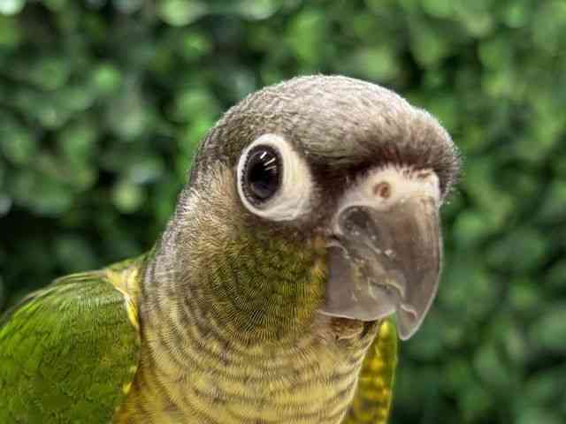 
                    ワキコガネイロウロコインコ