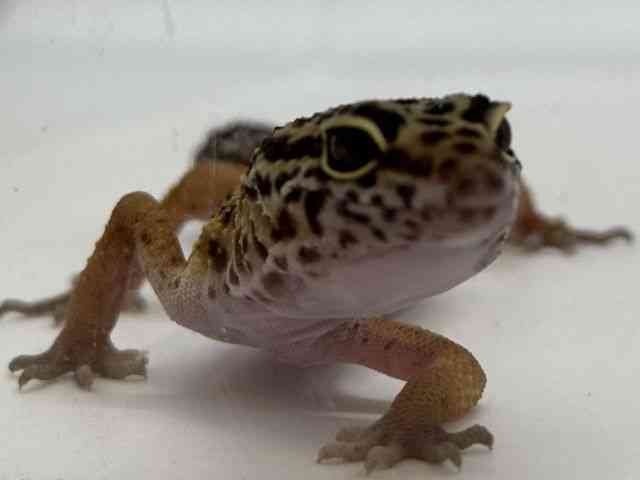 ヒョウモントカゲモドキ