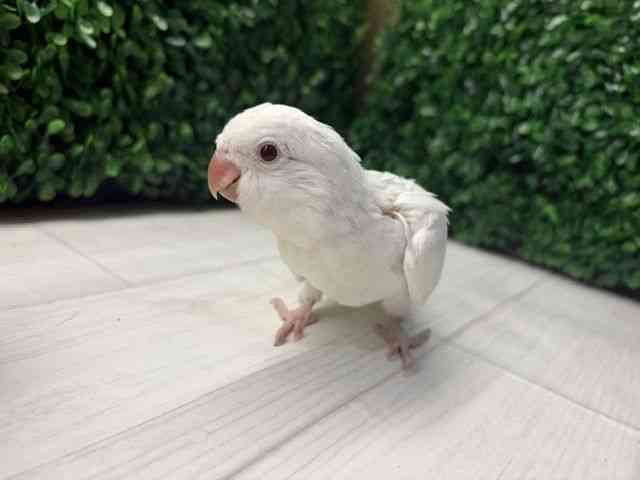 
                    オキナインコ