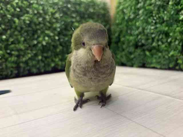 
                    オキナインコ