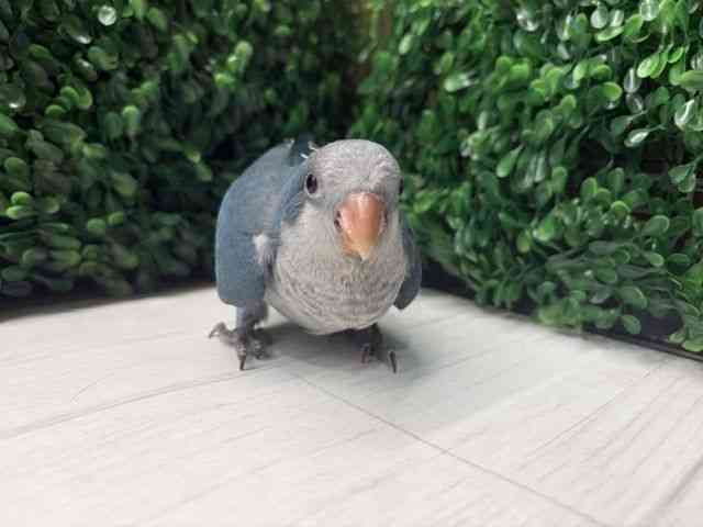 
                    オキナインコ