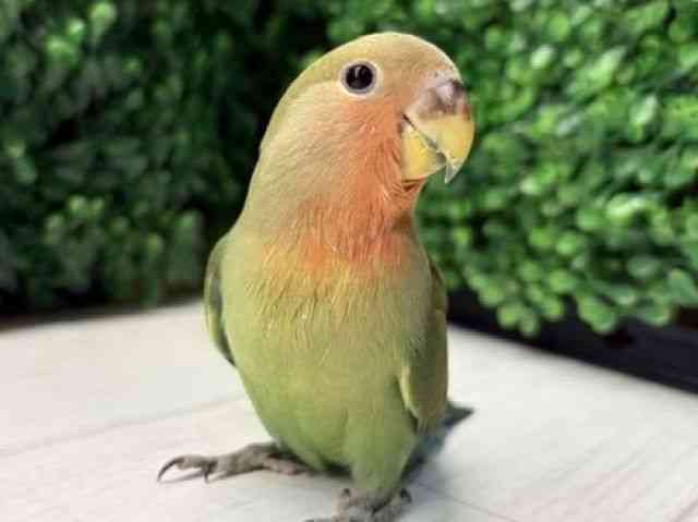 
                    コザクラインコ