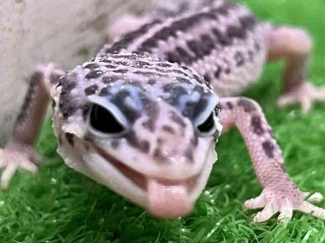 ヒョウモントカゲモドキ