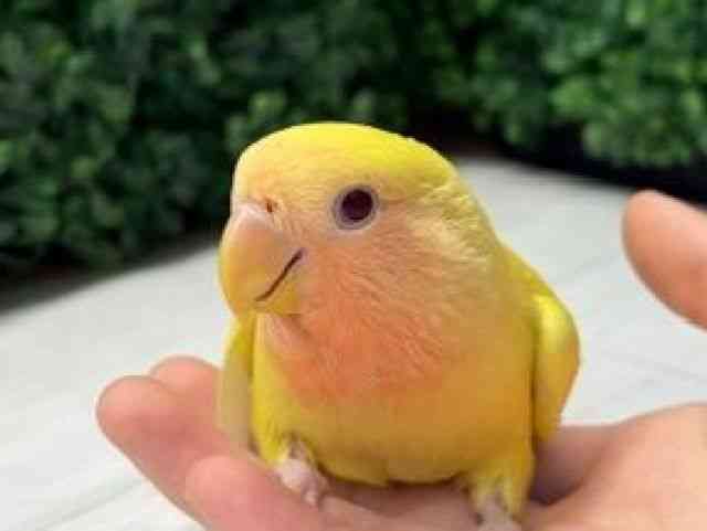 
                    コザクラインコ