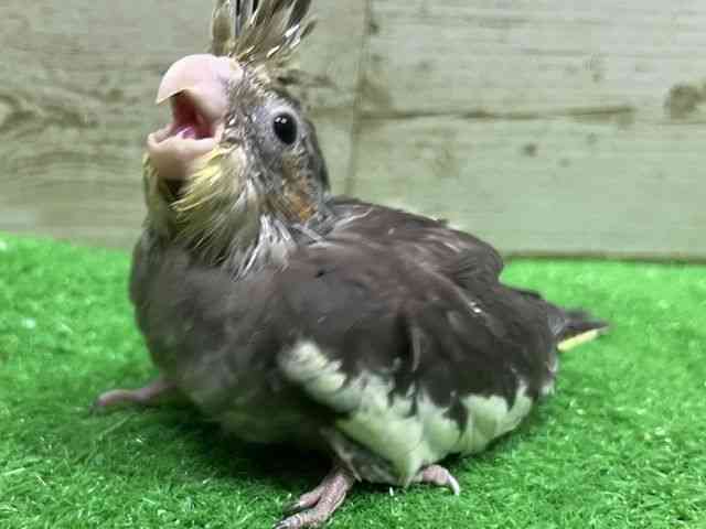 
                    オカメインコ