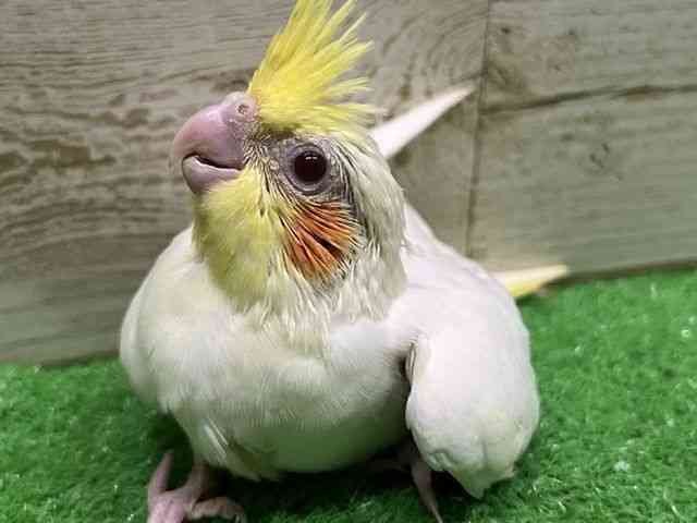 
                    オカメインコ