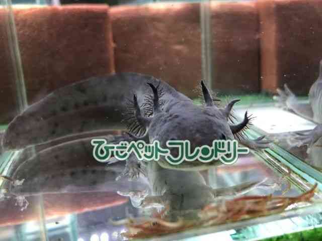 ブラック