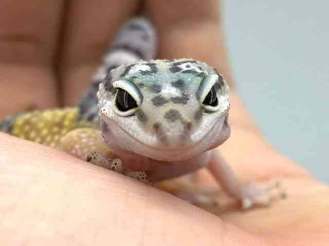 ヒョウモントカゲモドキ