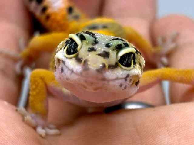ヒョウモントカゲモドキ