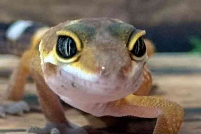 ヒョウモントカゲモドキ