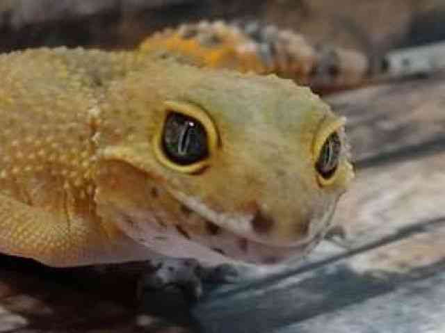 ヒョウモントカゲモドキ
