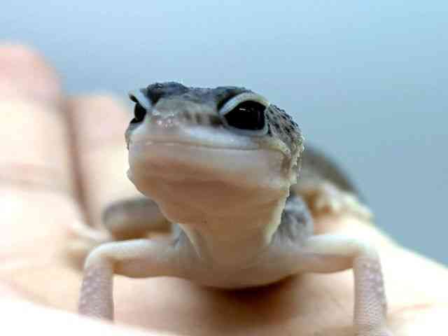 ヒョウモントカゲモドキ