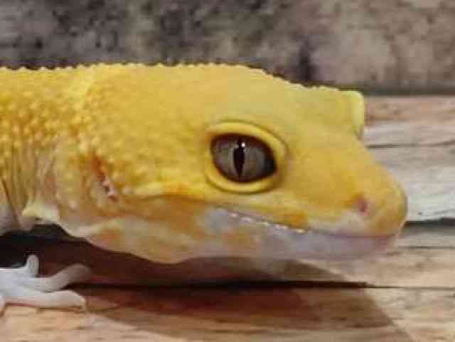 ヒョウモントカゲモドキ