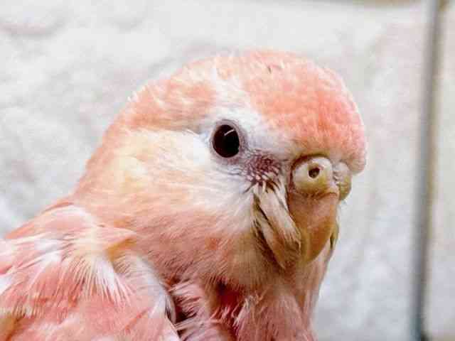
                    アキクサインコ