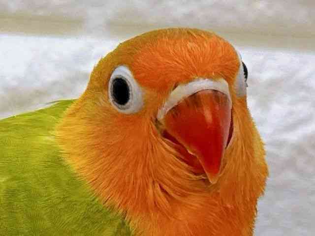 
                    ボタンインコ