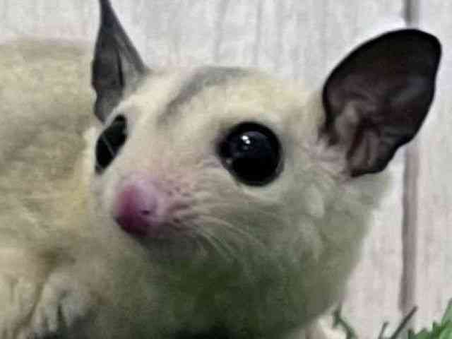 
                    フクロモモンガ