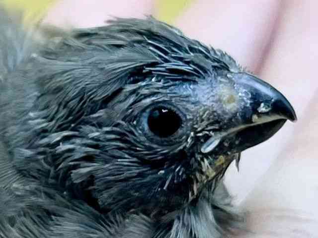
                    キンカチョウ