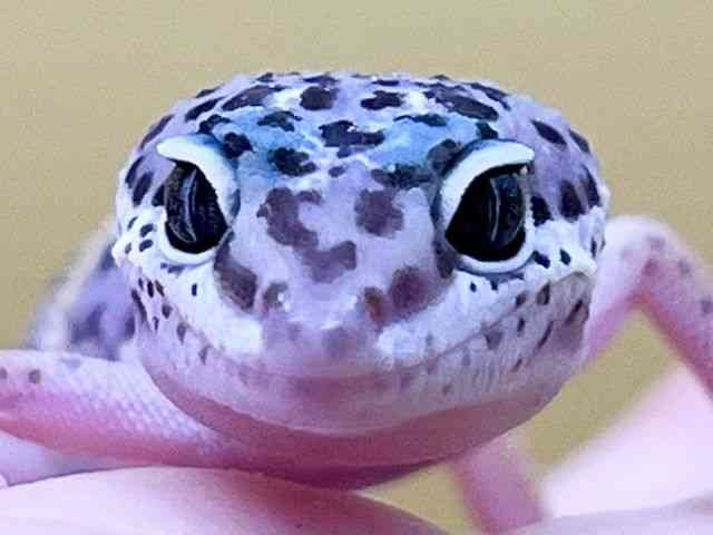 ヒョウモントカゲモドキ