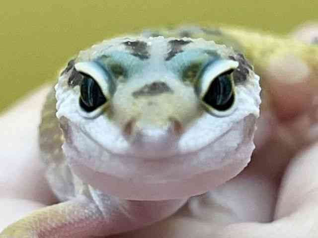 ヒョウモントカゲモドキ