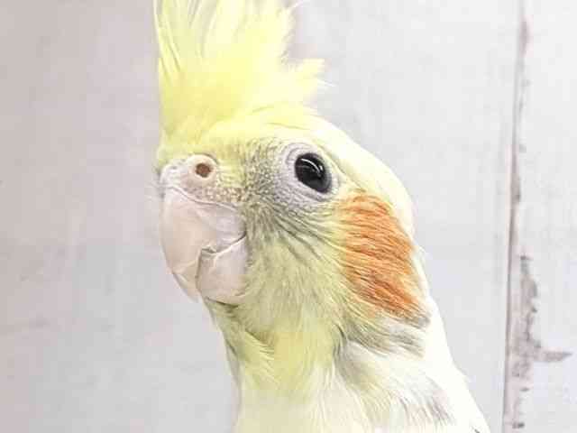 
                    オカメインコ