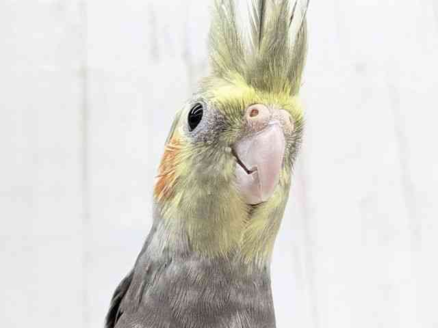 
                    オカメインコ