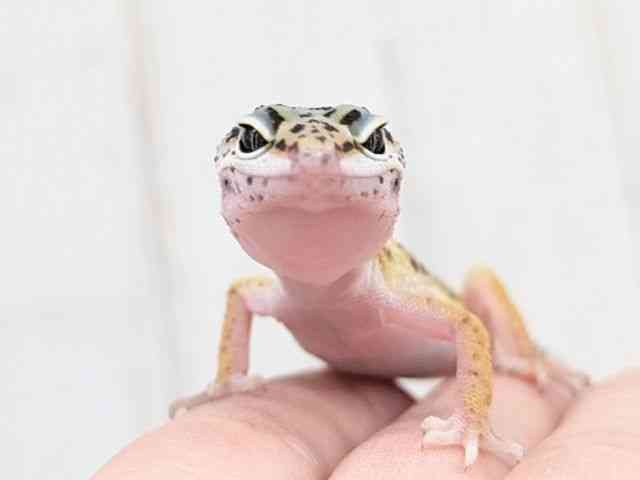 ヒョウモントカゲモドキ