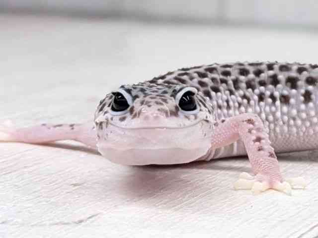 ヒョウモントカゲモドキ