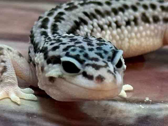 ヒョウモントカゲモドキ