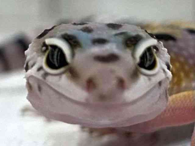 ヒョウモントカゲモドキ