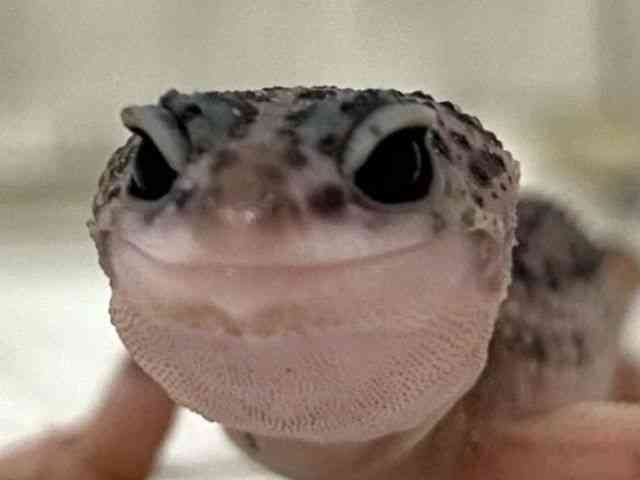 ヒョウモントカゲモドキ