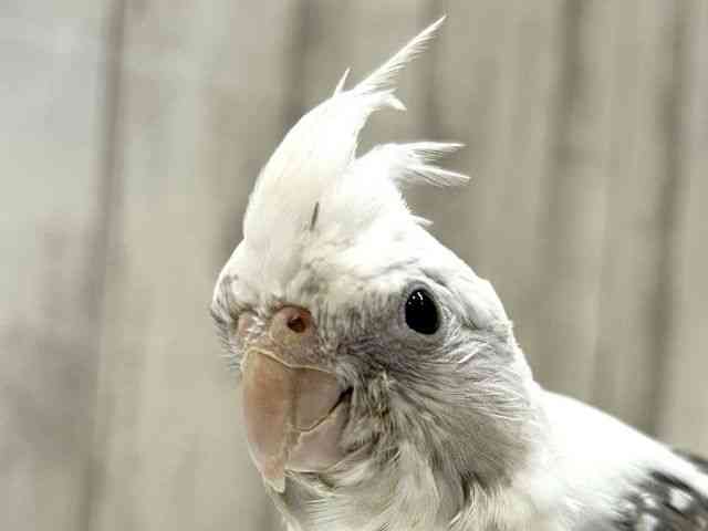 
                    オカメインコ
