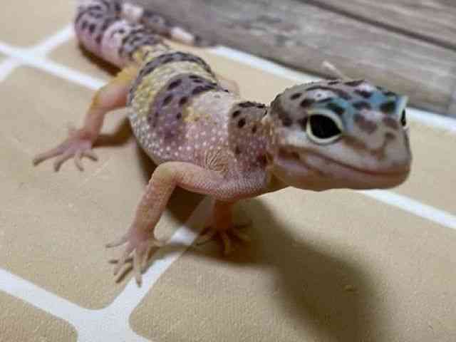 ヒョウモントカゲモドキ