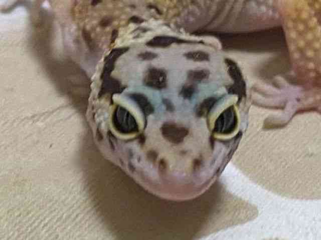 ヒョウモントカゲモドキ