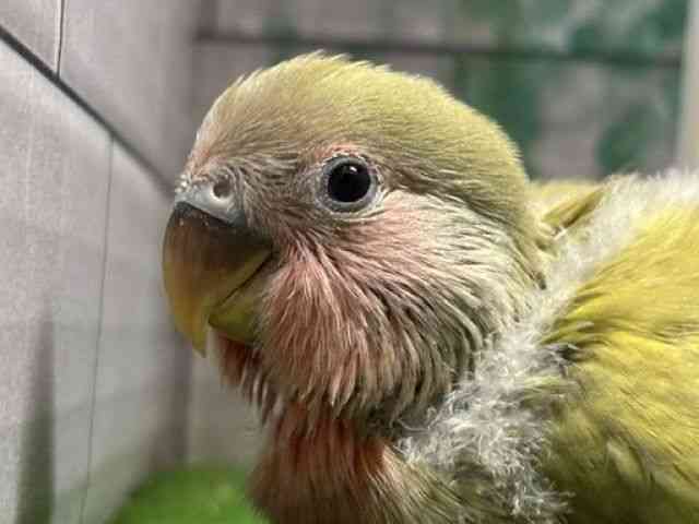 
                    コザクラインコ
