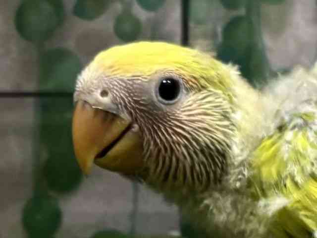 
                    コザクラインコ