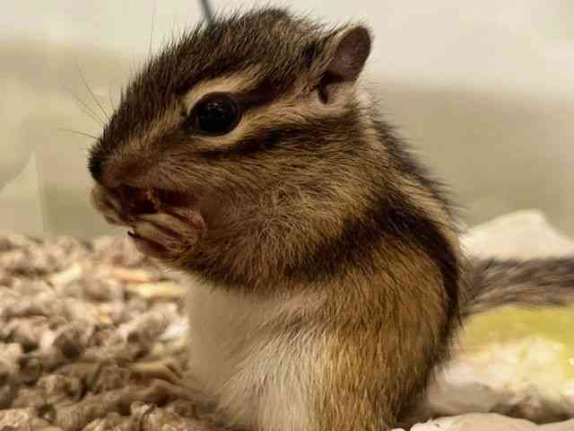 
                    シマリス