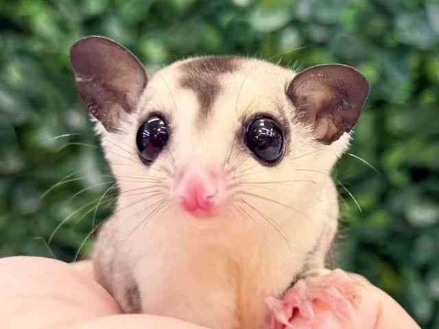
                    フクロモモンガ
