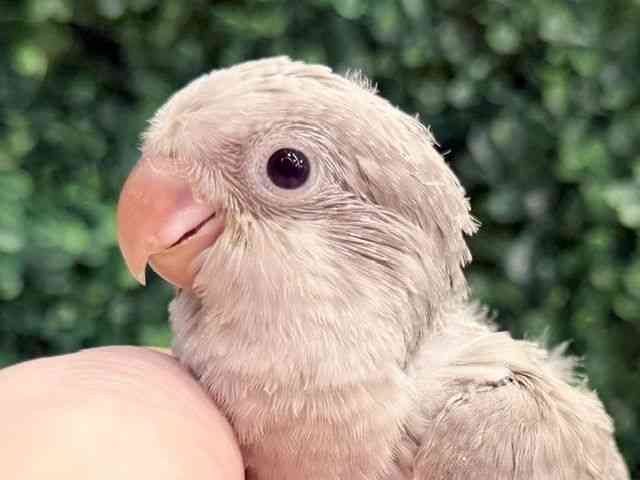 
                    オキナインコ