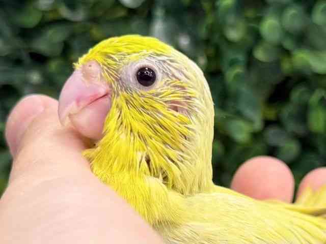 
                    マメルリハ