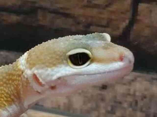 ヒョウモントカゲモドキ