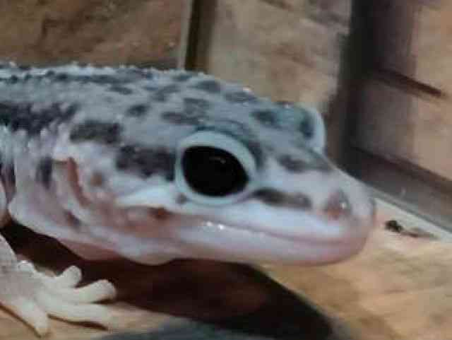 ヒョウモントカゲモドキ