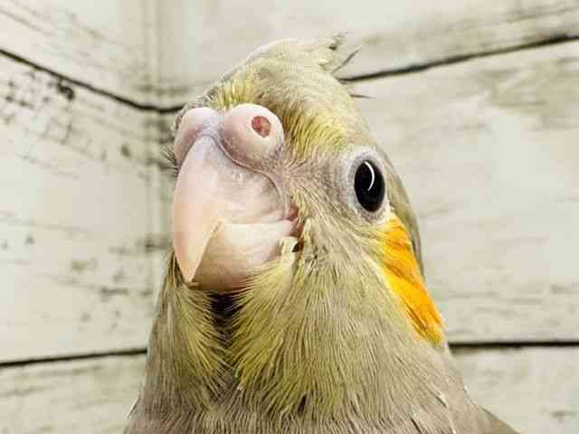 
                    オカメインコ