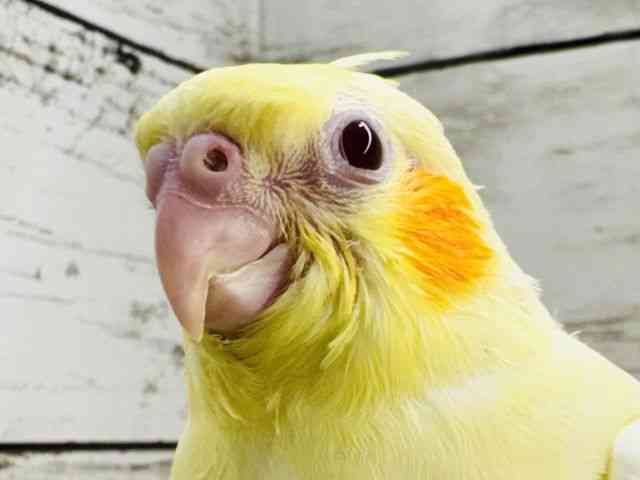 
                    オカメインコ